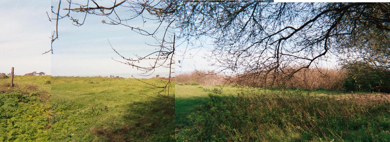 looking across the shellmound to the northeast