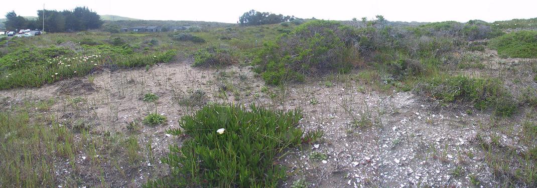 Click for full size image of Bodega Harbor Shellmound (PID:56416) Bodega Harbor Shellmound