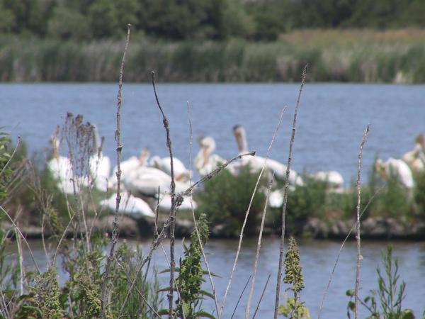 the wildlife reserve at Coyote Hills