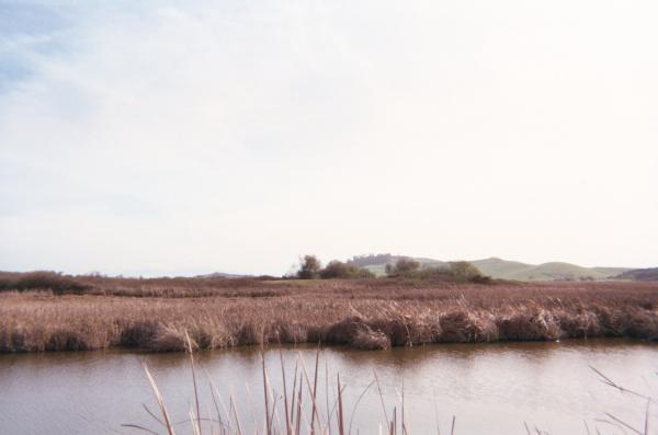 Coyote Hills Shellmound ALA 329