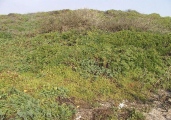 Click for full size image of Sand Hill Bluff Shellmound (PID:55376) Sand Hill Bluff Shellmound