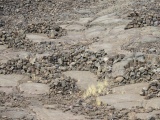 Click for full size image of Waikoloa Petroglyph Field (PID:185202) Waikoloa Petroglyph Field