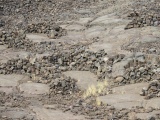 Waikoloa Petroglyph Field