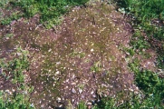 Coyote Hills Shellmound ALA 329