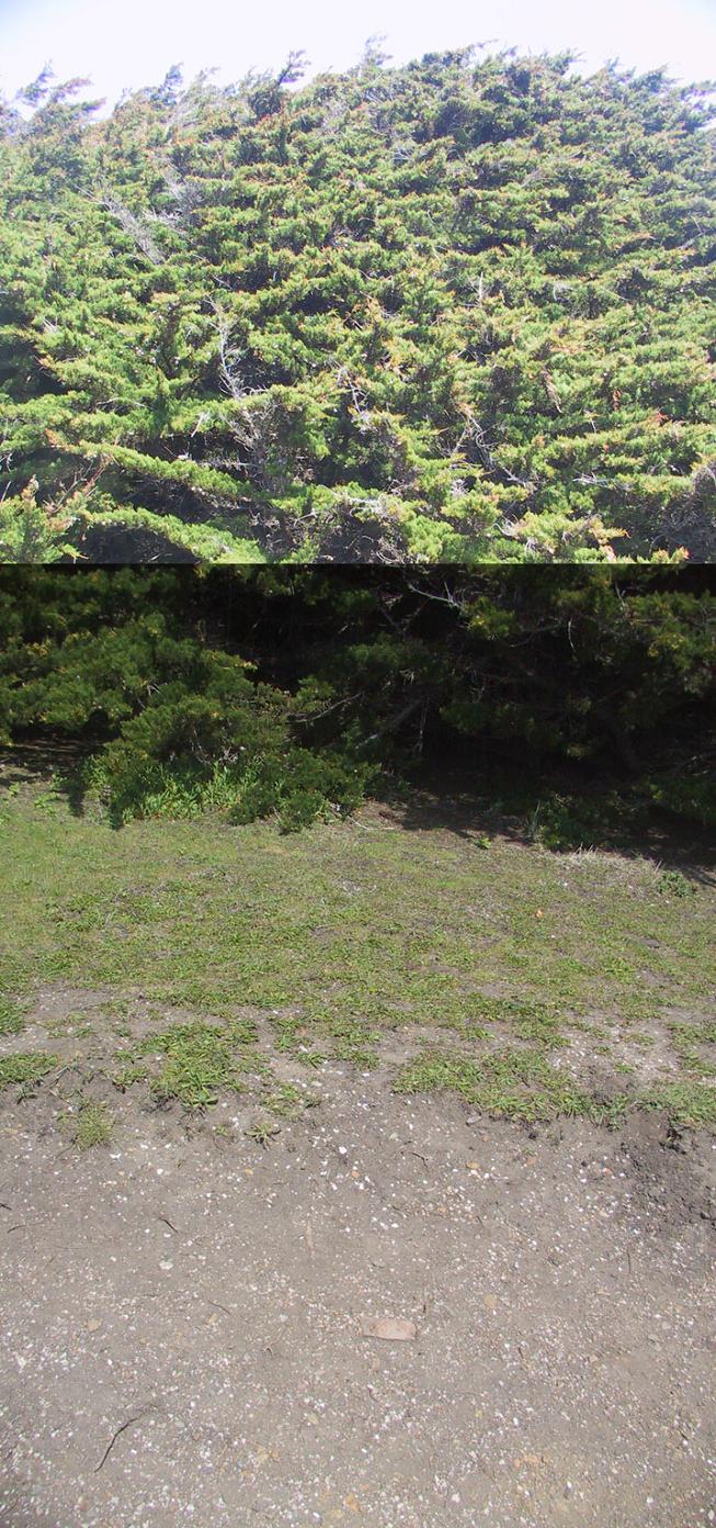Van Damme State Park Shellmounds