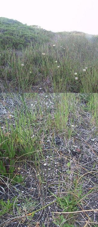 Bodega Harbor Shellmound