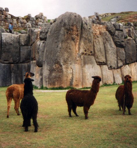 Some local fauna for the tourists.