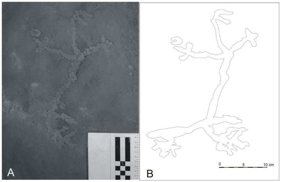 In July 2009, during the final days of excavation of unit FG-13/14 in Lapa do Santo, an anthropomorphic figure was exposed at the bottom of the archaeological deposit at an approximate depth of 4.0 meters below the surface. 

The figure was pecked in the bedrock and consisted of a small anthropomorphic filiform petroglyph with tri-digits, a c-like head, and an oversized phallus. The figure is 30