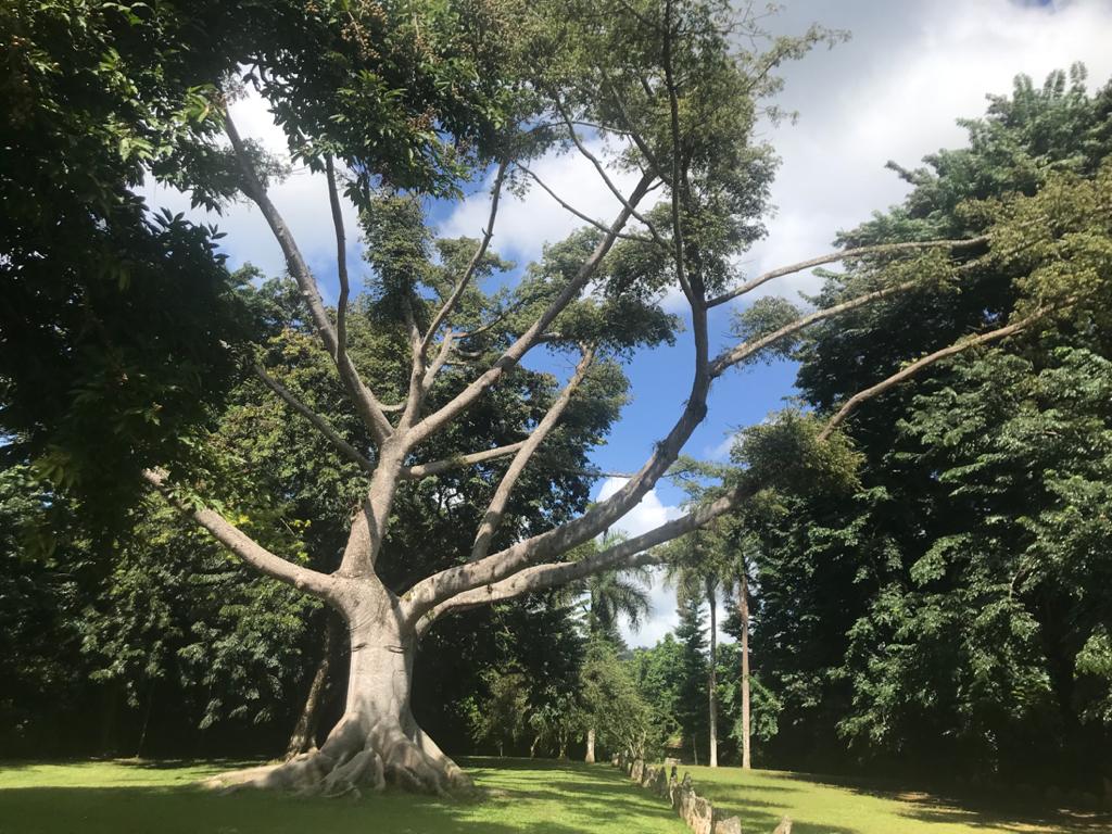 Click for full size image of Caguana (PID:208521) Caguana