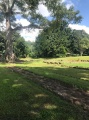 Caguana - PID:208520