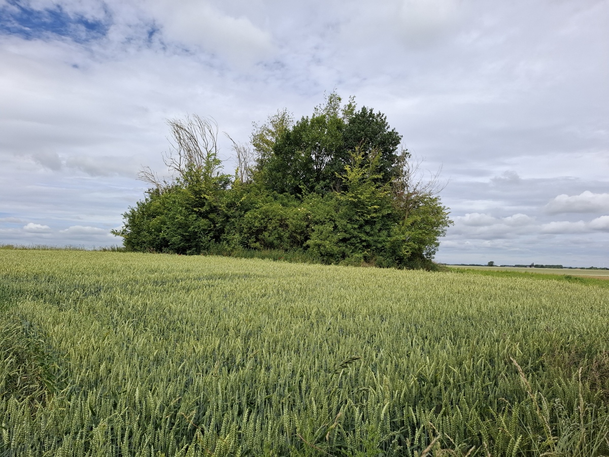 Tumulus de Vaux