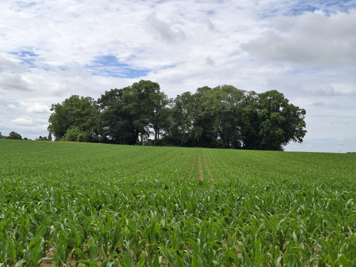 Tumulus de Saives