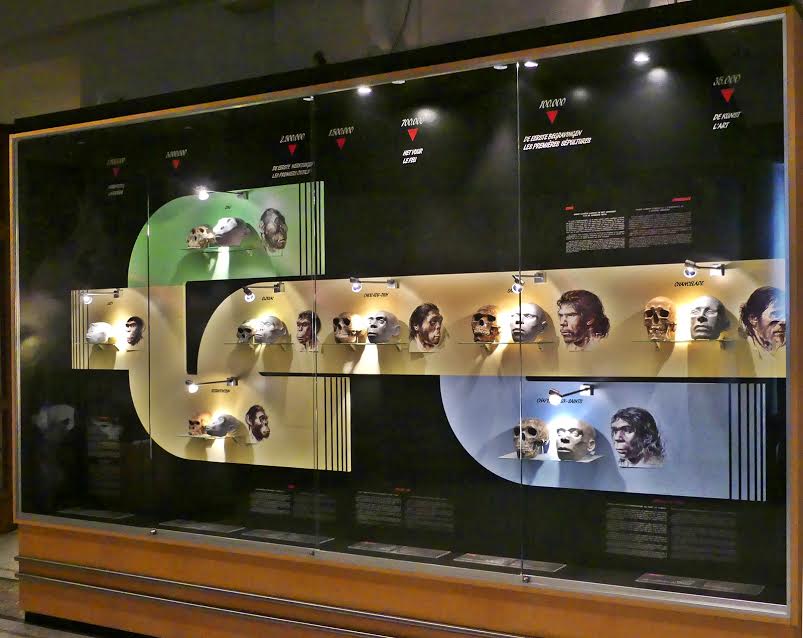 Synthesis of the evolution of mankind, placed at the entrance of the Prehistory Gallery.  Although all the showcases are adequately described, and the exhibited items chosen carefully for an easy comprehension, a prior knowledge adds to the interest of the visit.