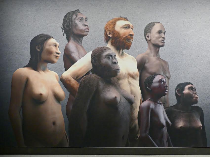 Board of the newly-displayed Gallery of the Evolution of Mankind (Galerie de l'Homme / Galerij van de Mens).  April 2017