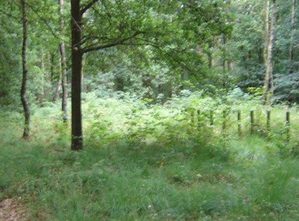 A small mound in the middle behind the tree, one on the right surrounded by poles and a small one in front