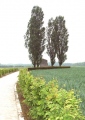 Brunehault - PID:58488