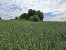 Tumulus de Xhendremael
