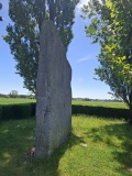 Brunehaut