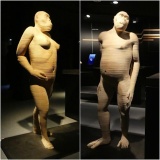 Musée des Sciences naturelles