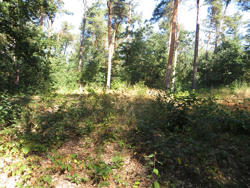 Grafheuvels Renkum (45954)