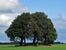 Borger Round Barrow