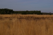 Regte Heide - PID:163008