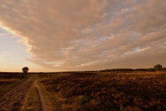 Grafheuvels Westerheide - PID:236345 Grafheuvels Westerheide - PID:236345