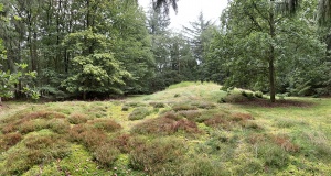 Grafheuvel Iemenhees