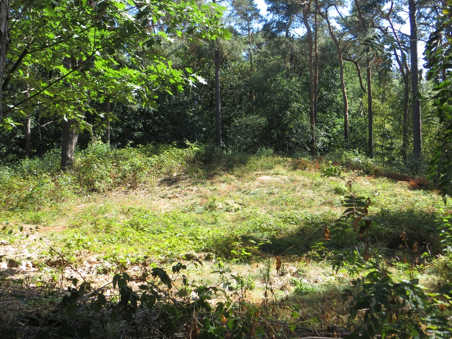Grafheuvels Bennekom (45413)