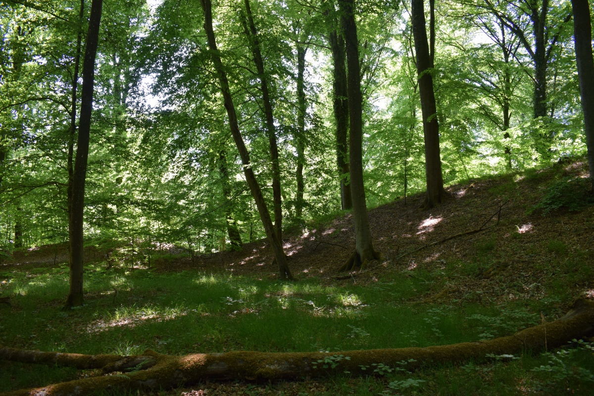 Hillfort Wichtelslee
Inside the hillfort
Pic from Mai 2022