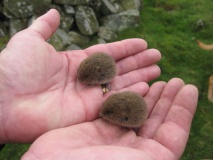 Des Res for voles