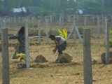 Thiruporur Stone Circles and Burial Cists