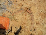 Thiruporur Stone Circles and Burial Cists - PID:57361