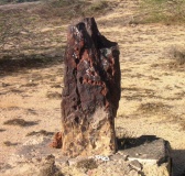 Lakhpat Standing stones