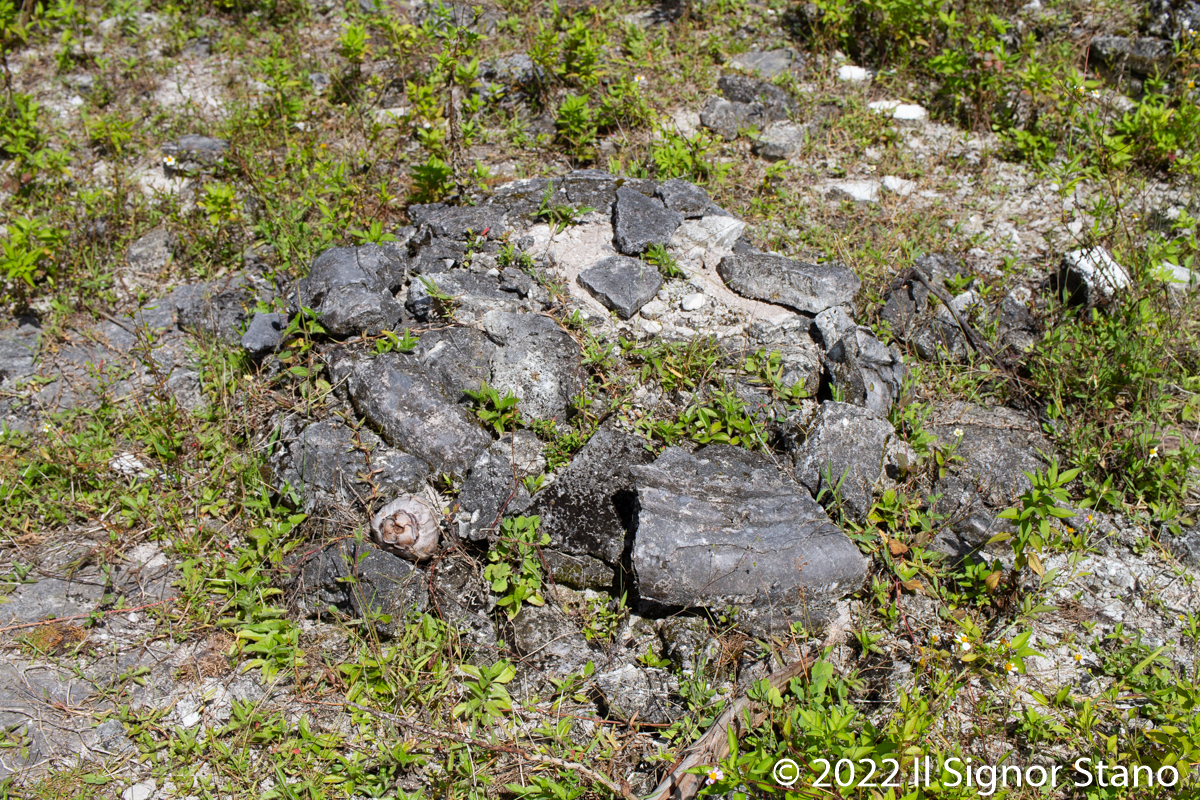 Click for full size image of Kuruhinna Tharaagandu (PID:247104) Kuruhinna Tharaagandu