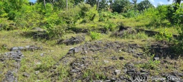 Click for full size image of Kuruhinna Tharaagandu (PID:247099) Kuruhinna Tharaagandu