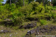Click for full size image of Kuruhinna Tharaagandu (PID:247101) Kuruhinna Tharaagandu