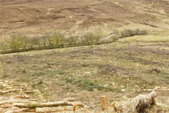 McQuillan's Grave