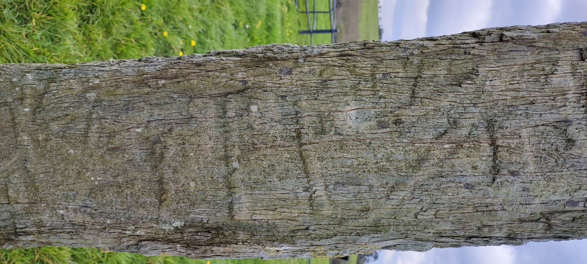 A close up photo of the boat scene from the southwest face of the high cross. 

The outline of the boat and the four oarsmen and their oars clearly visible.

Photo taken April 2023.