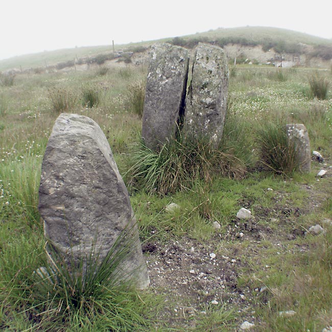Maughanaclea