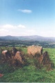 Click for full size image of Kealkil (PID:1268) Kealkil