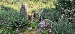 Slieveowen wedge tomb - PID:230251