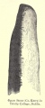Click for full size image of National Museum of Ireland (PID:96480) National Museum of Ireland