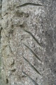 Ogham stone at Kilmurvy - PID:204133