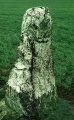 Carnalridge - PID:195918