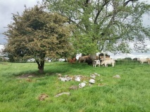 Tihilly Holy Well