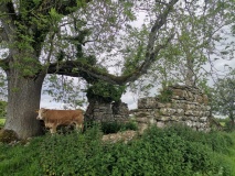Tihilly Church and Ecclesiastical Enclosure