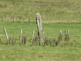 Standing stone near Rathcroghan submitted by elephantsoup