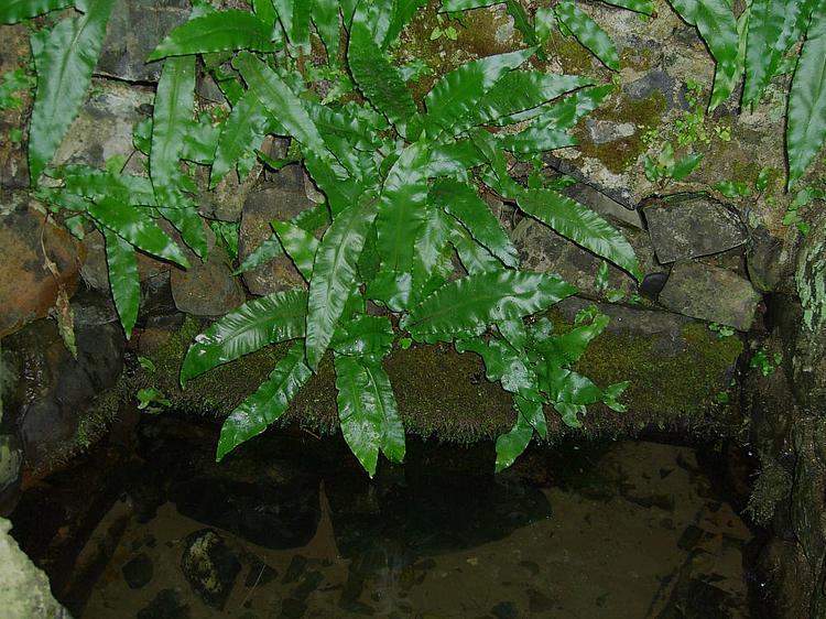 This well is found on the South side of the Hill of Tara. It was only restored in recent years by an assembly of local folk who care about the Hill and all that it stands for. The water is pristine, and what gripped me most about it was that our ancestors took water from this very well.