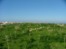 In-Nuffara Settlement